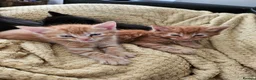 British Longhair cats for sale: Longhaired and shorthaired ginger, black, b & w - Advert 1