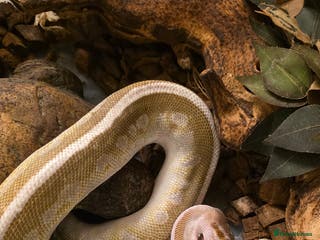 Python Snake reptiles Soulsucker female royal python - Advert 12