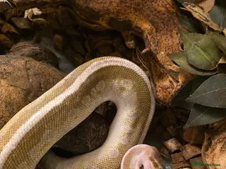 Python Snake reptiles Soulsucker female royal python - Advert 15