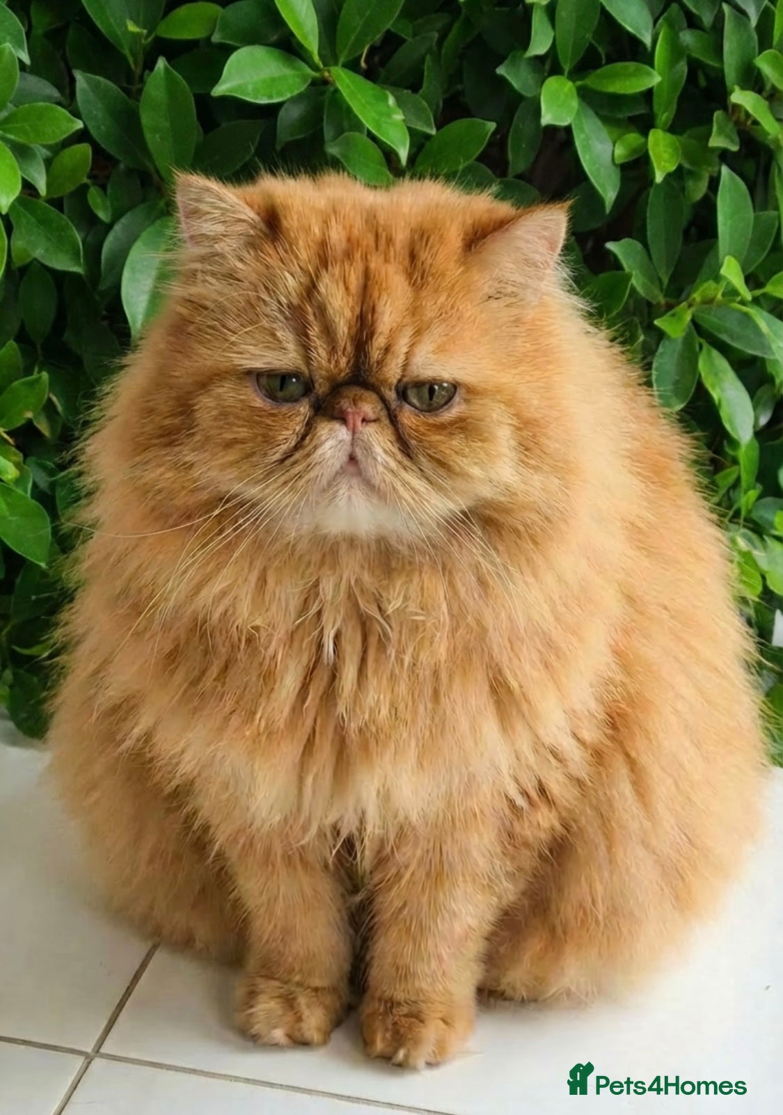 Persian cats G.C.C.F cream Stud Pedigree Champion Lineage - Advert 1