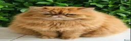 Persian cats for stud: G.C.C.F cream Stud Pedigree Champion Lineage - Advert 3
