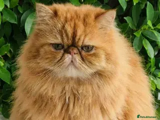 Persian cats G.C.C.F cream Stud Pedigree Champion Lineage - Advert 1