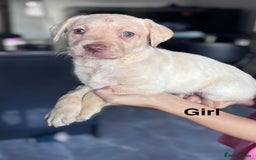 Labrador Retriever dogs for sale: Adorable Labrador Retriever Puppies d.o.b 4/07/25 - Image 5