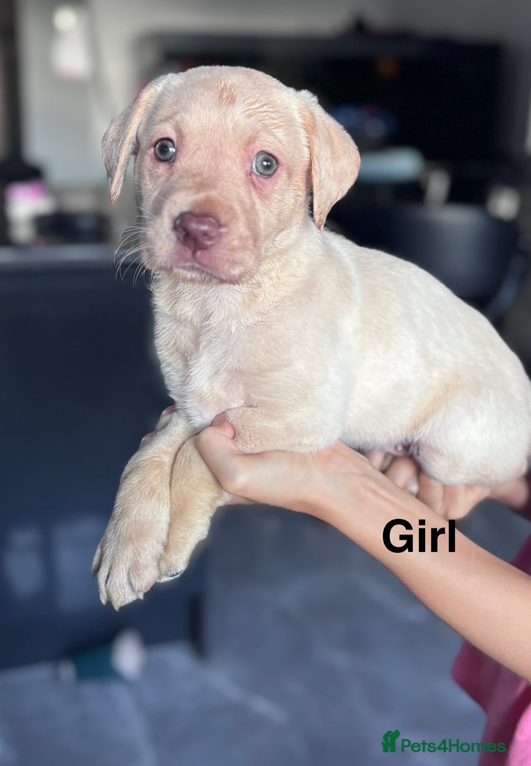 Labrador Retriever dogs for sale: Adorable Labrador Retriever Puppies d.o.b 4/07/25 - Image 5