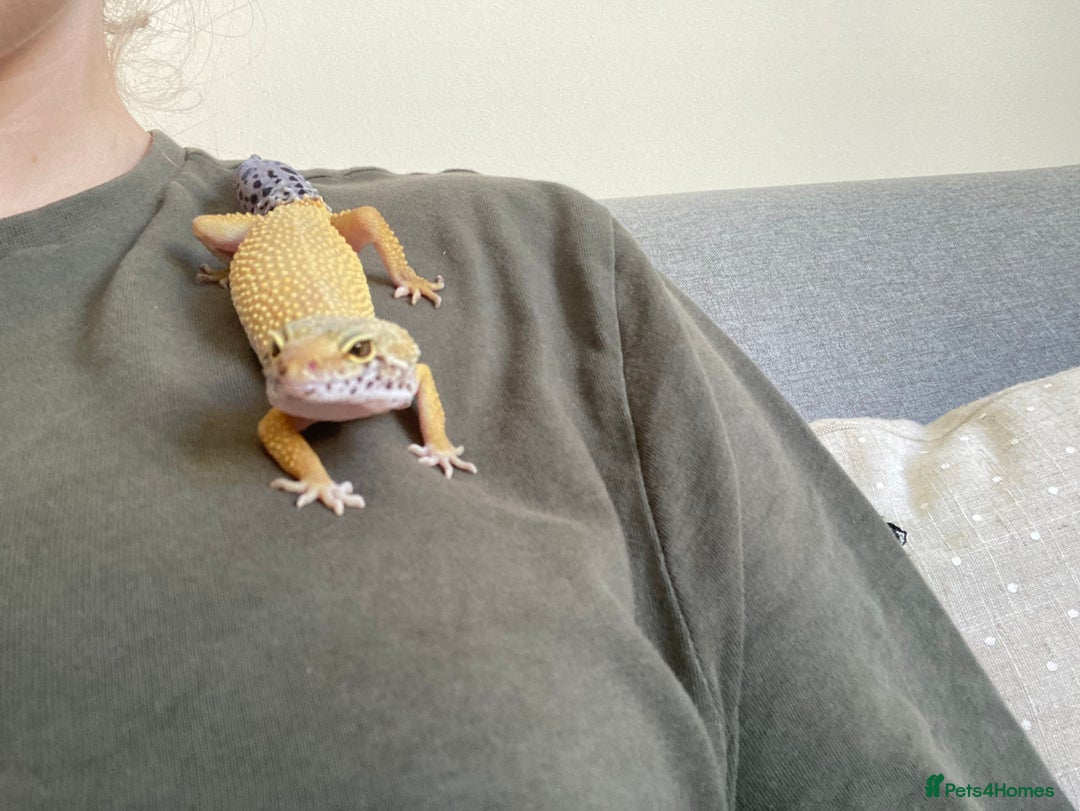 Gecko reptiles for sale: female leopard gecko + 4ft vivarium - Image 11