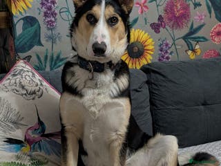 Mixed Breed dogs ESSIE - Advert 4