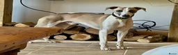 Whippet dogs for stud: Blue Fawn KC Registered Whippet available for stud - Advert 10
