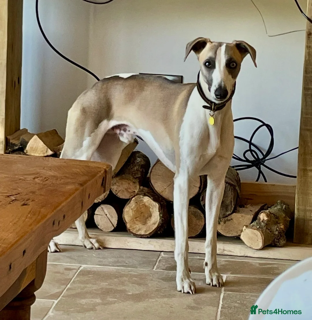 Whippet dogs for stud: Blue Fawn KC Registered Whippet available for stud - Advert 10
