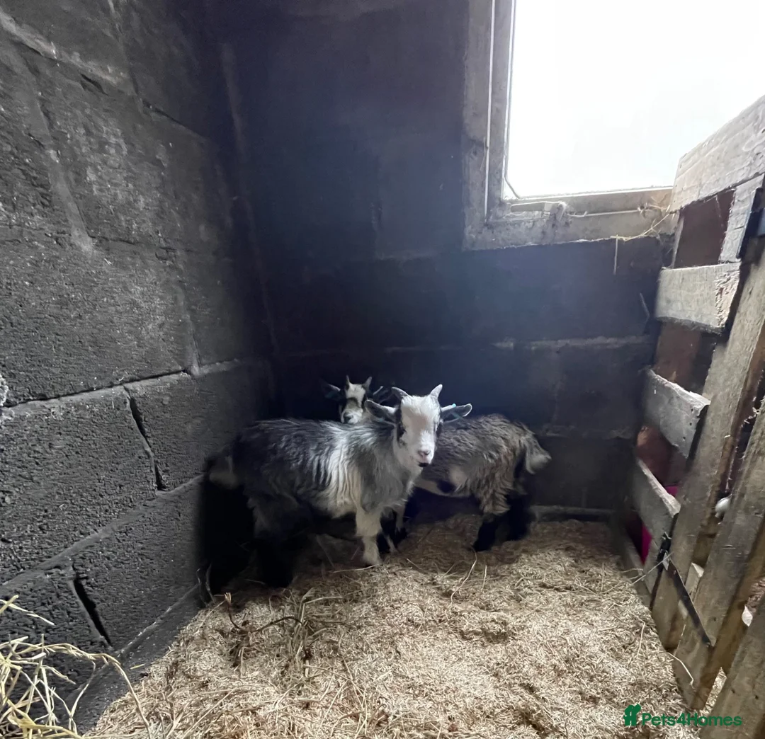 Goats livestock for sale: Pygmy goats  - Advert 5