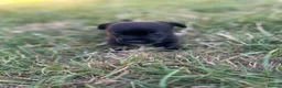 Mixed Breed dogs for sale: Beautiful pomjacks for sale - Advert 2
