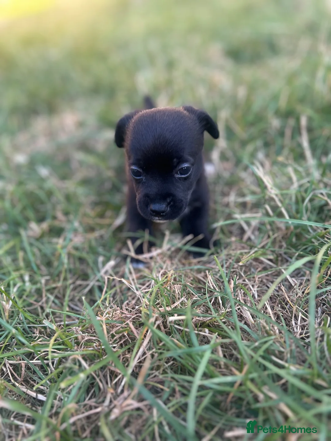 Mixed Breed dogs for sale: Beautiful pomjacks for sale - Advert 2