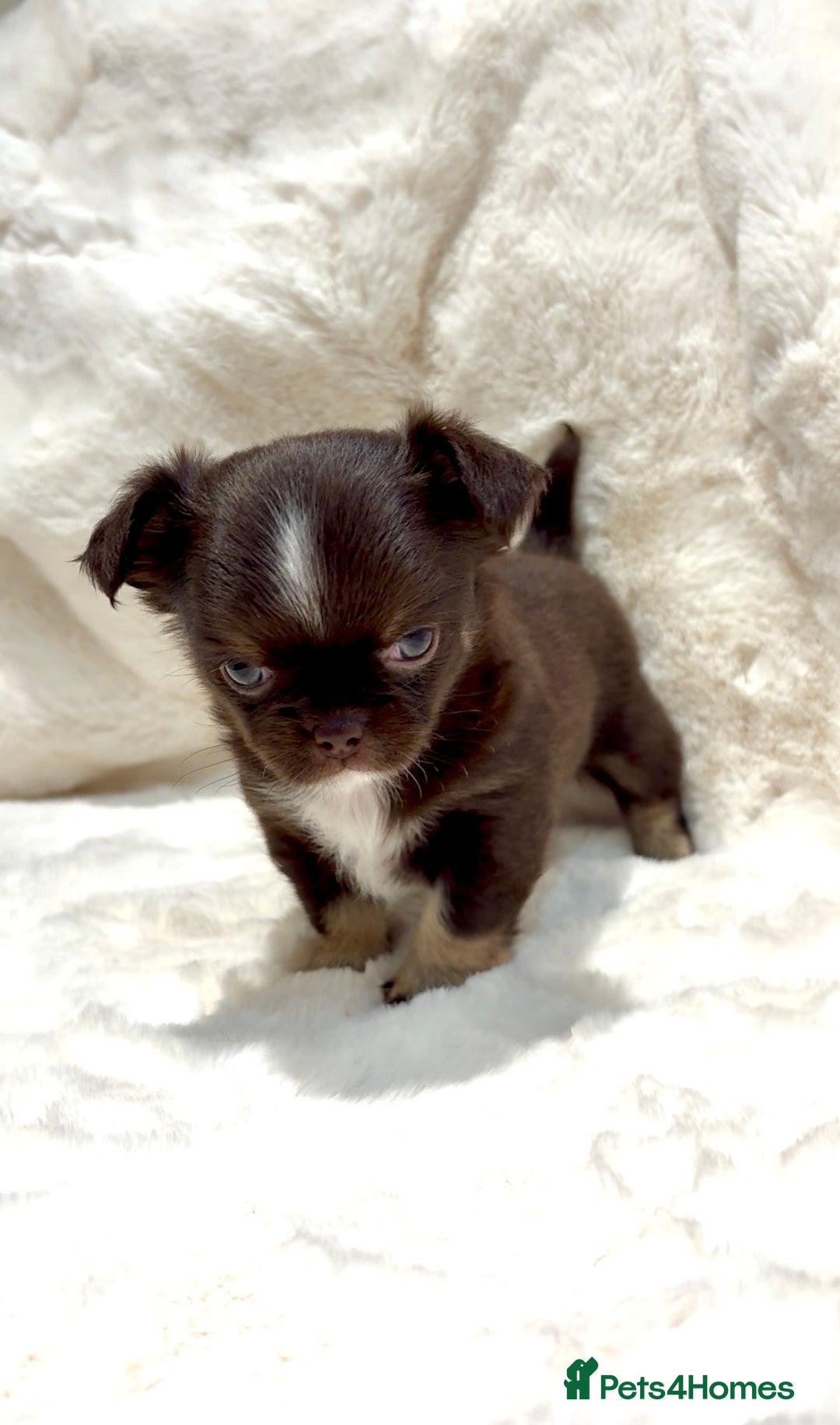 Chihuahua dogs for sale: QUALITY LONG COAT KC CHIHUAHUA PUPPIES  - Advert 22