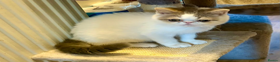 Exotic Kitten 3