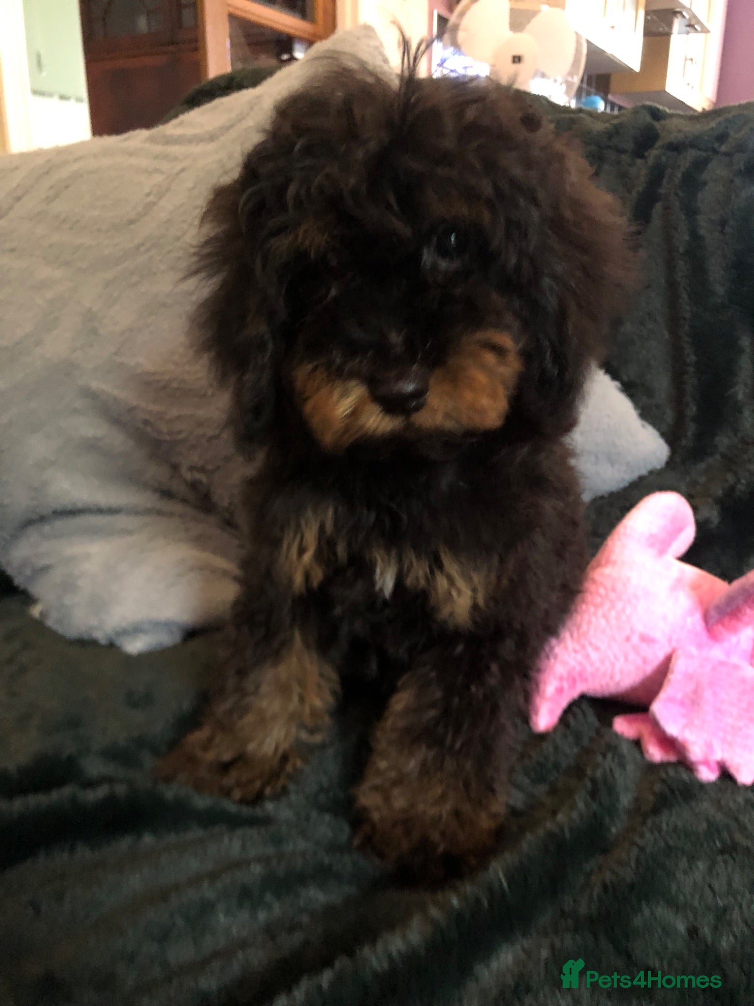 Cockapoo dogs cockapoo puppies for sale  - Advert 1
