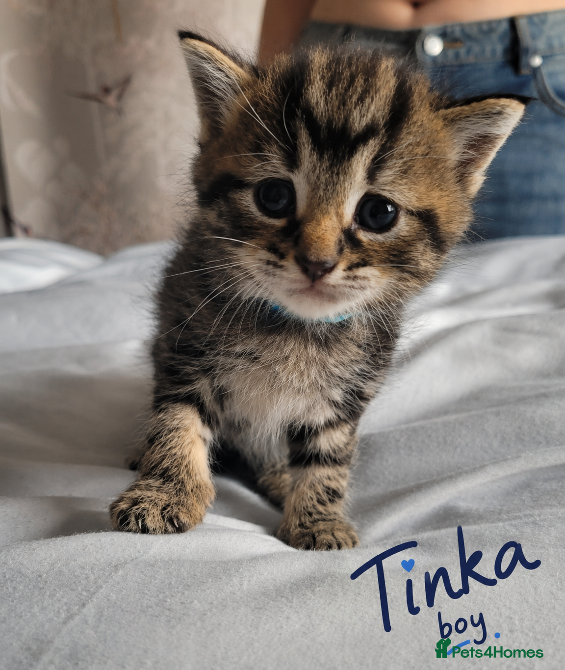 British Shorthair cats Beautiful Kittens 🐾Well Socialised, Loving  Pets - Advert 2