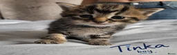 British Shorthair cats for sale: Beautiful Kittens 🐾Well Socialised, Loving  Pets - Advert 2