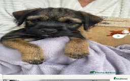 Border Terrier dogs for stud: KC border terrier  - Image 6
