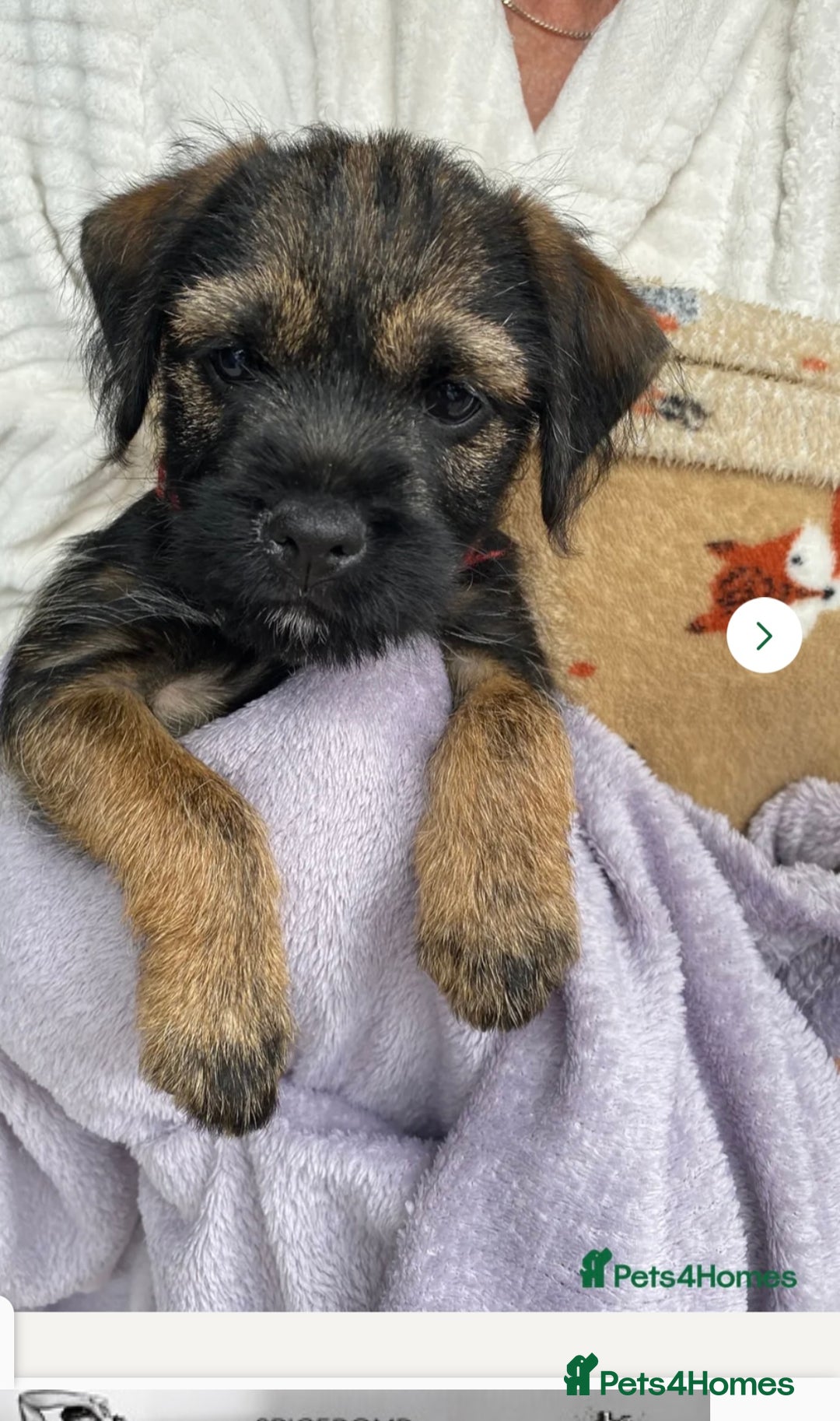Border Terrier dogs for stud: KC border terrier  - Image 6