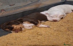Mixed Breed dogs for sale: Beautiful Clumber spaniel x sprockers  - Image 8