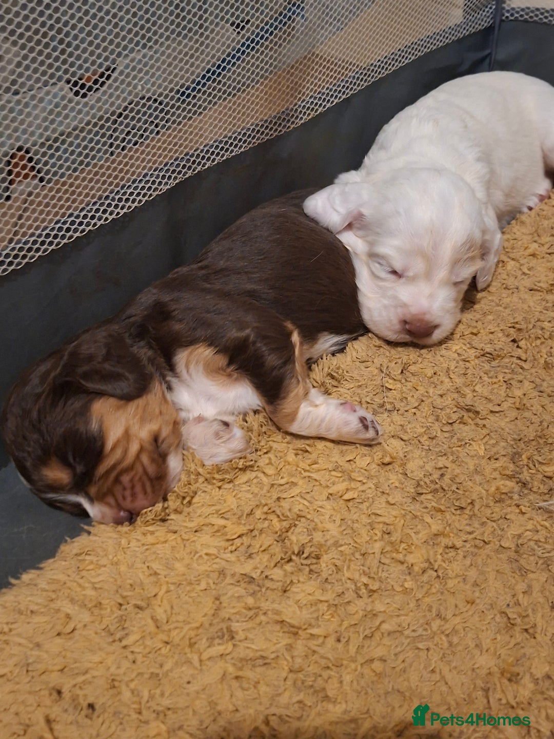 Mixed Breed dogs for sale: Beautiful Clumber spaniel x sprockers  - Image 8