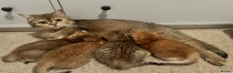 British Shorthair cats for sale: Black golden shaded GCCF registered  - Advert 7