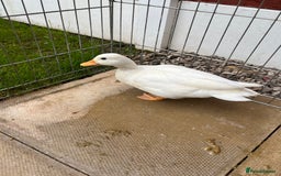 Ducks poultry for sale: Female call duck  - Image 1