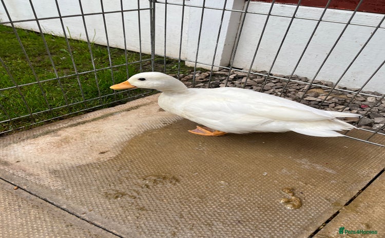 Ducks poultry - Advert 1