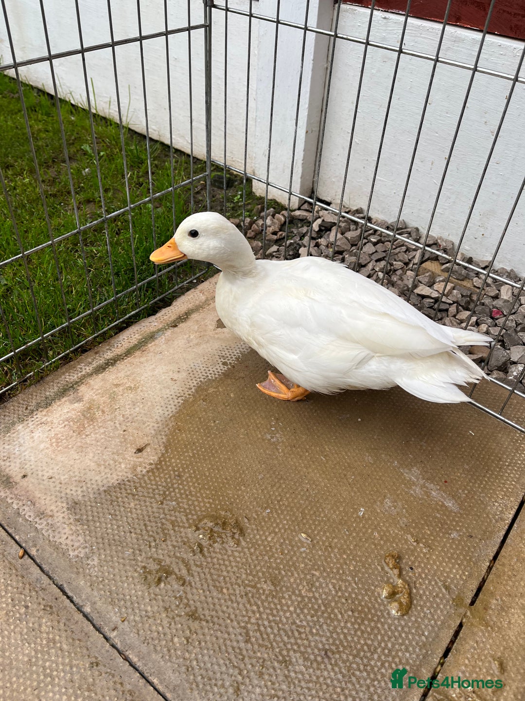 Ducks poultry for sale: Female call duck  - Image 1