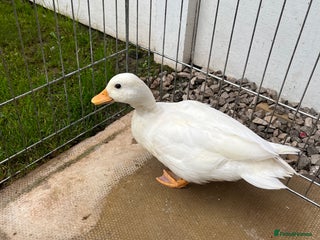 Ducks poultry - Advert 24
