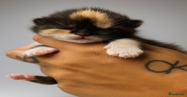 Mixed Breed cats - Advert 2