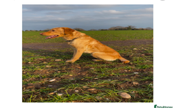 Labrador Retriever dogs for stud: Yellow lab for Stud  in Swadlincote - Image 4