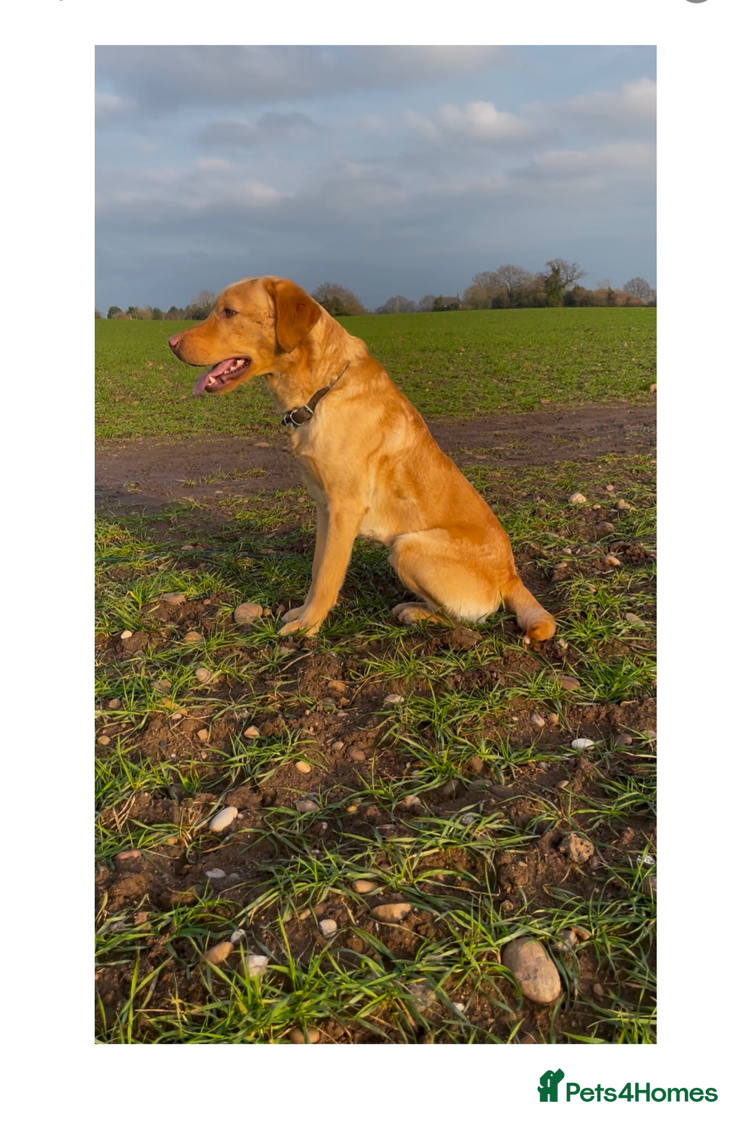 Labrador Retriever dogs for stud: Yellow lab for Stud  in Swadlincote - Image 4