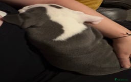 English Bulldog dogs for sale: 8 week old beautiful English Bulldog - Advert 8