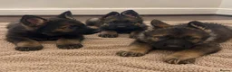 German Shepherd dogs for sale: German Shepherd Pups 🐶 in Birmingham - Advert 1