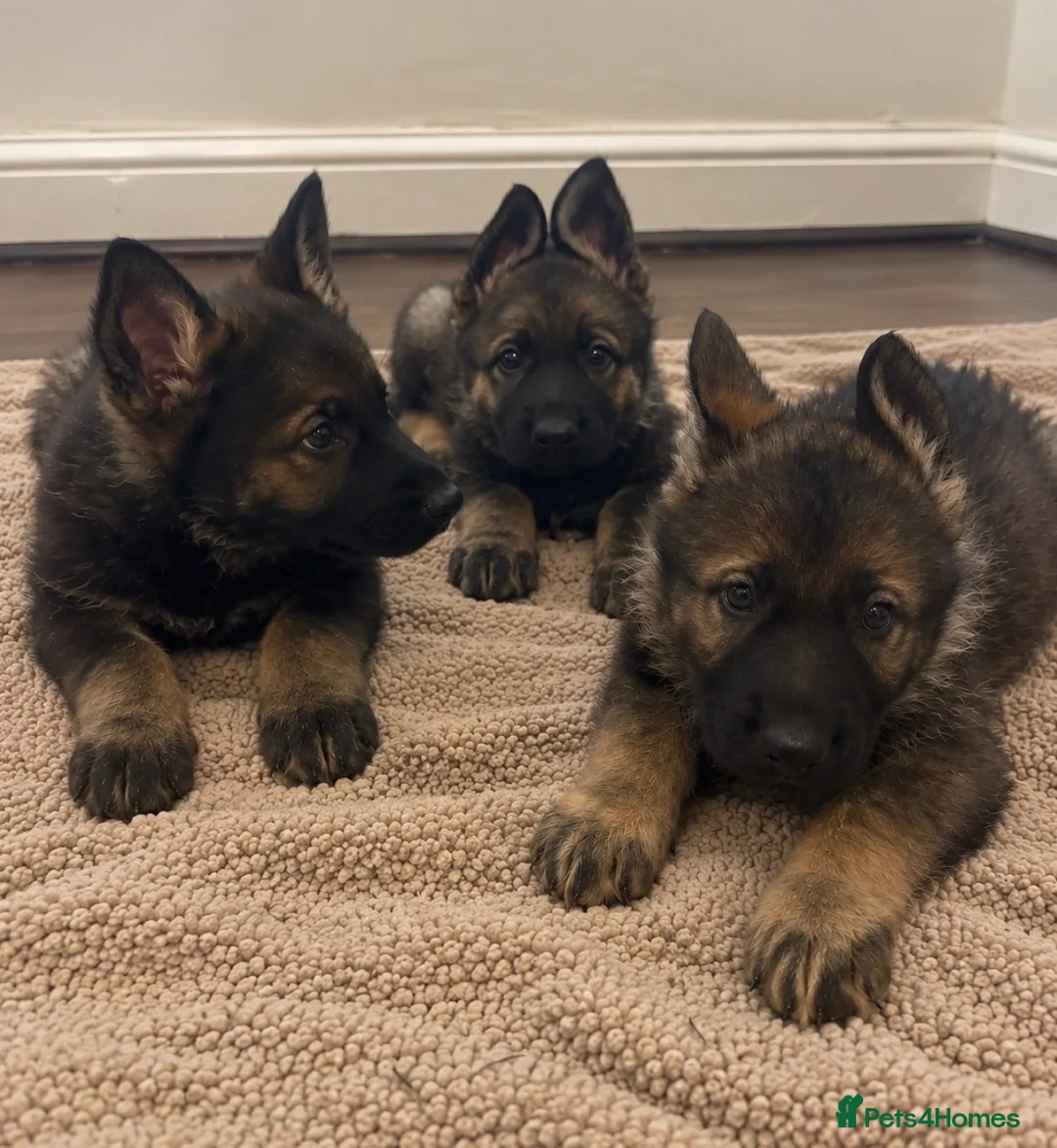 German Shepherd dogs for sale: German Shepherd Pups 🐶 in Birmingham - Advert 1