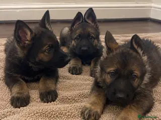German Shepherd dogs German Shepherd Pups 🐶 - Advert 1