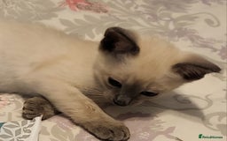 Snowshoe cats for sale: Full Pedigree Snowshoe Kittens - Image 3