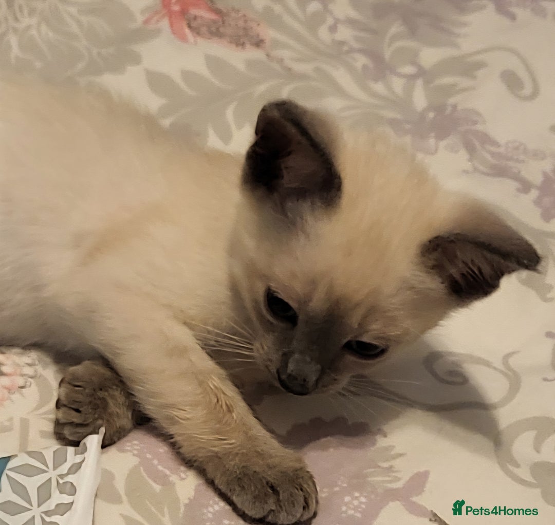 Snowshoe cats for sale: Full Pedigree Snowshoe Kittens - Image 3