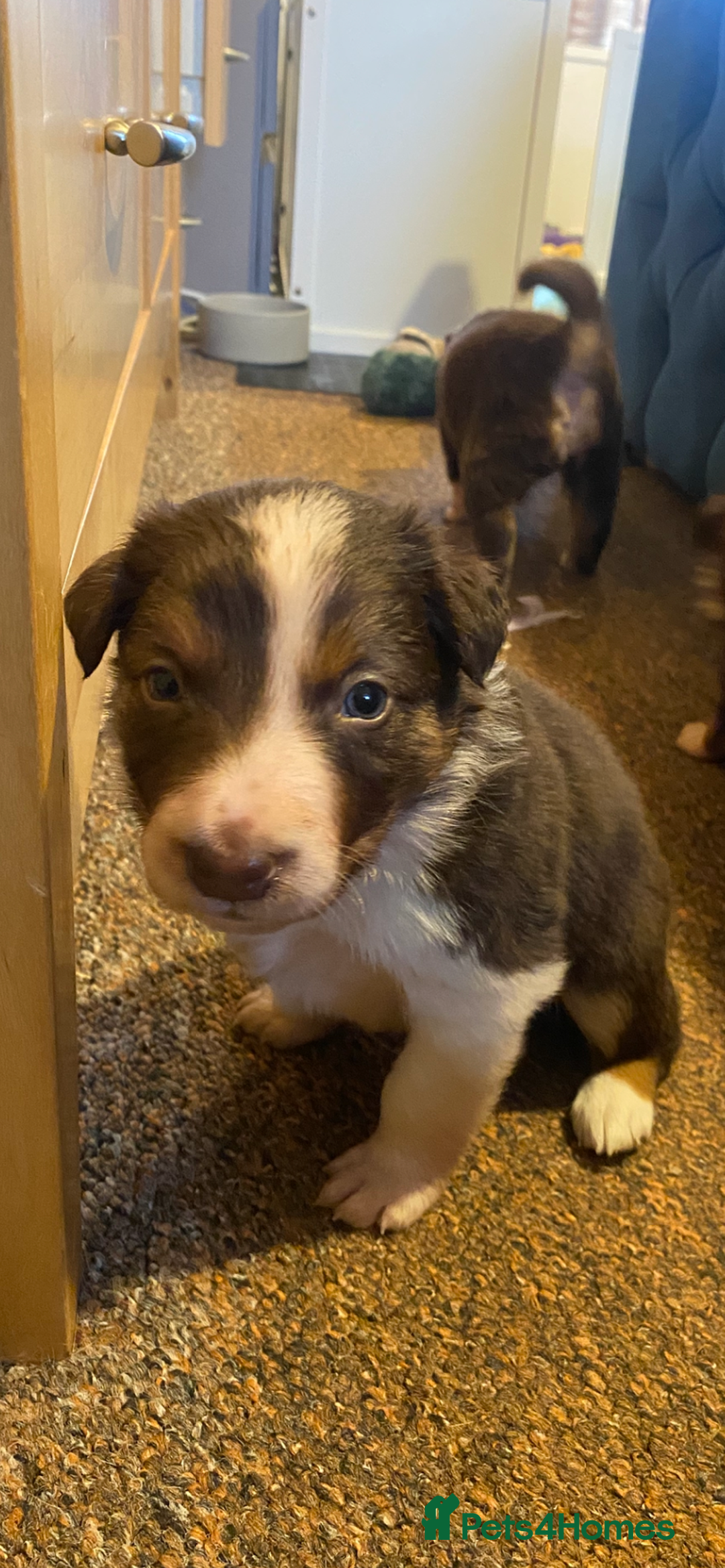 Border Collie dogs for sale: 1 Red/Brown Tri BorderCollie Boy: rough coat - Advert 25