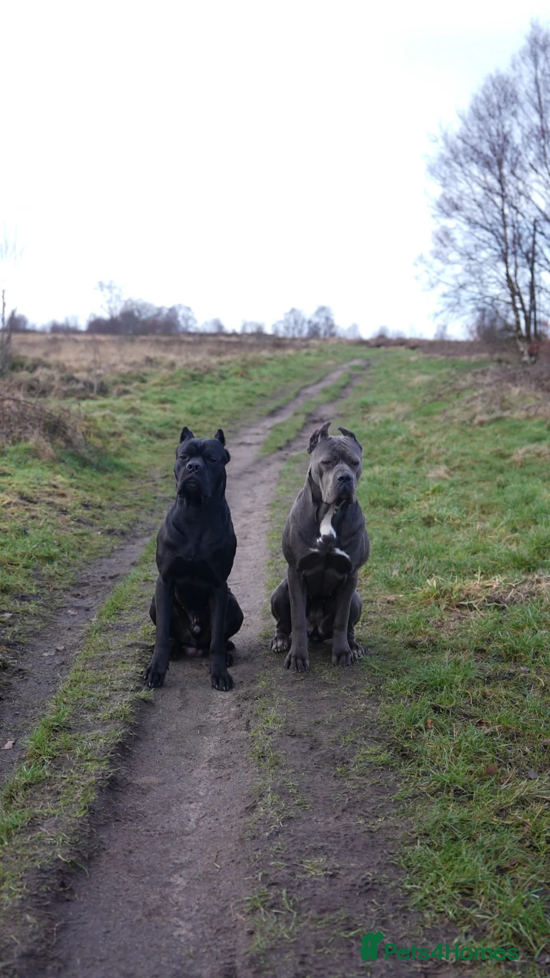 Cane Corso dogs for sale: Cane corso puppies - iccf champion bloodline  in Halifax - Advert 1