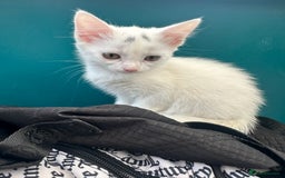 British Shorthair cats for sale: 2 Kittens ready to go now. - Image 1