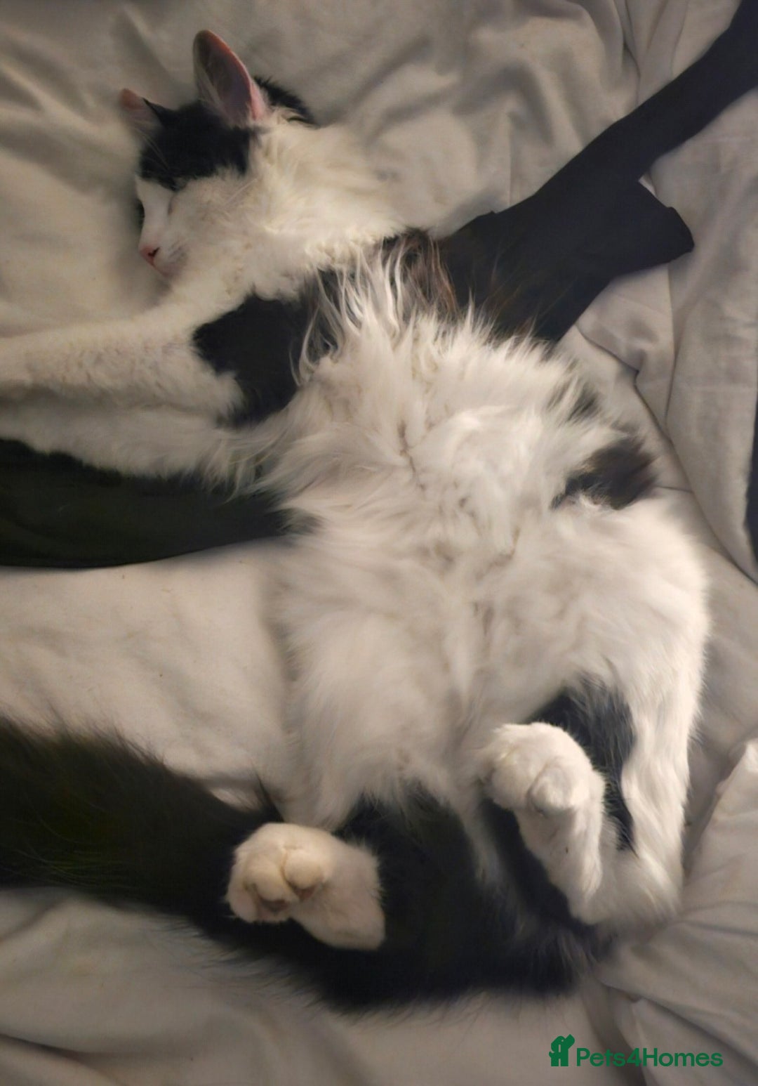 Mixed Breed cats for sale: 1xmale cat 1 female cat  - Advert 4