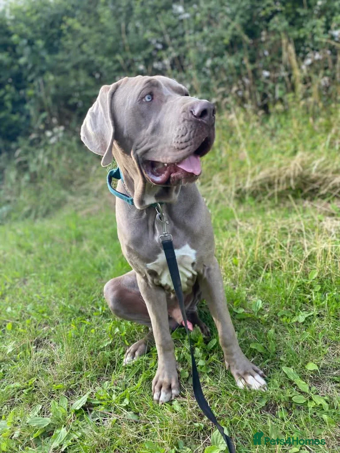 Weimaraner dogs for adoption: Meet Bruno, currently residing in Surrey - Advert 4