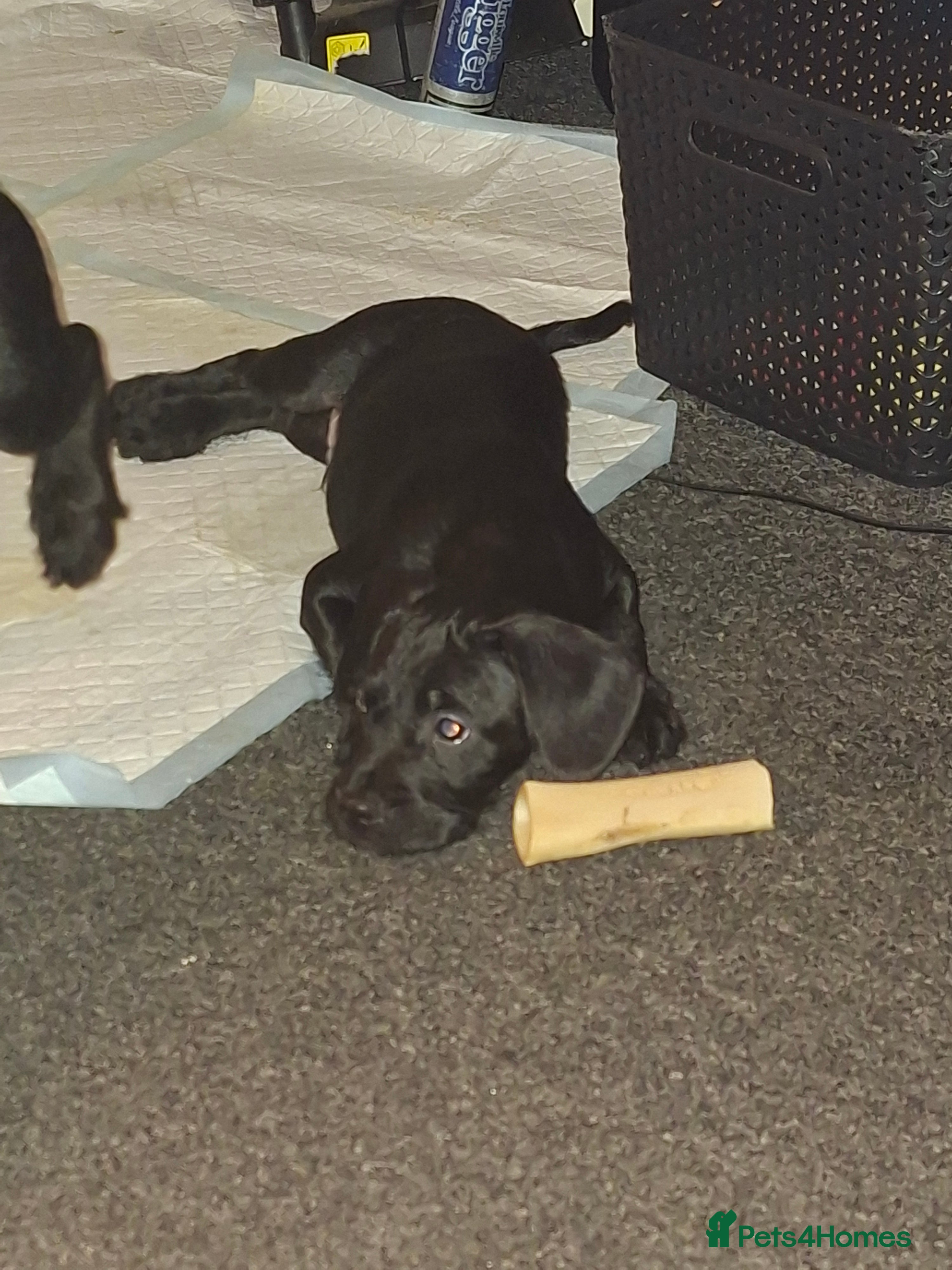 Mixed Breed dogs Miniature Poodle cross french bulldog puppies  - Advert 1