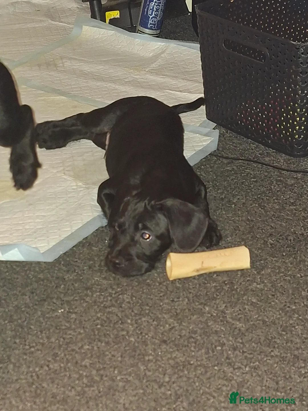 Mixed Breed dogs for sale: Miniature Poodle cross french bulldog puppies  - Advert 1