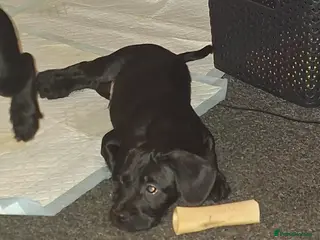 Mixed Breed dogs Miniature Poodle cross french bulldog puppies - Advert 17