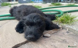 Cockapoo dogs for sale: Stunning Cockapoo pups  - Image 19