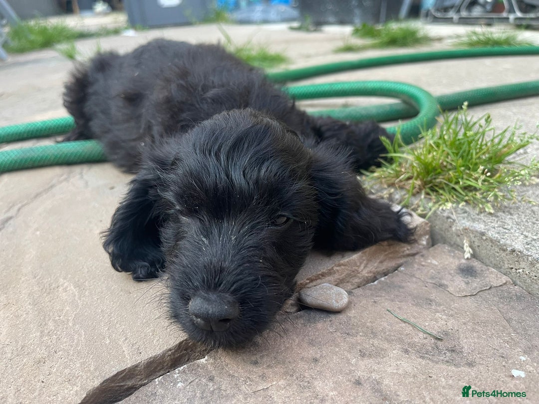 Cockapoo dogs for sale: Stunning Cockapoo pups  - Image 19