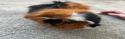 Guinea Pig rodents for sale: Female guinea  in Leigh-on-Sea - Advert 3