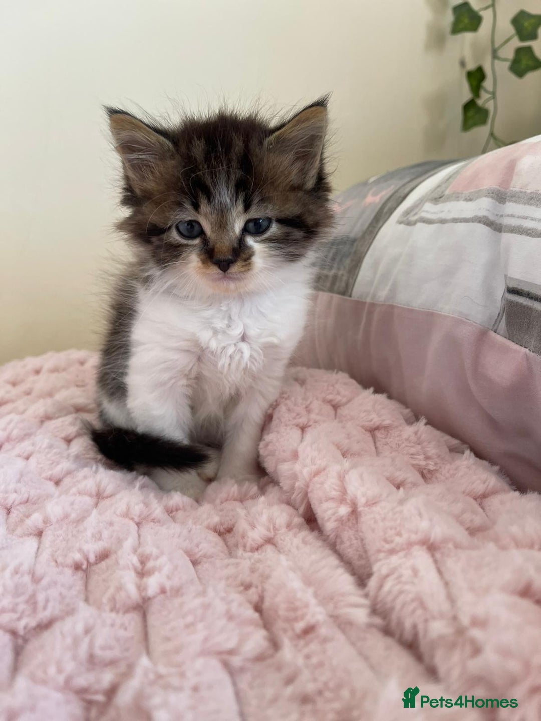 Maine Coon cats for sale: Maine Coon Cross Kittens  - Image 12